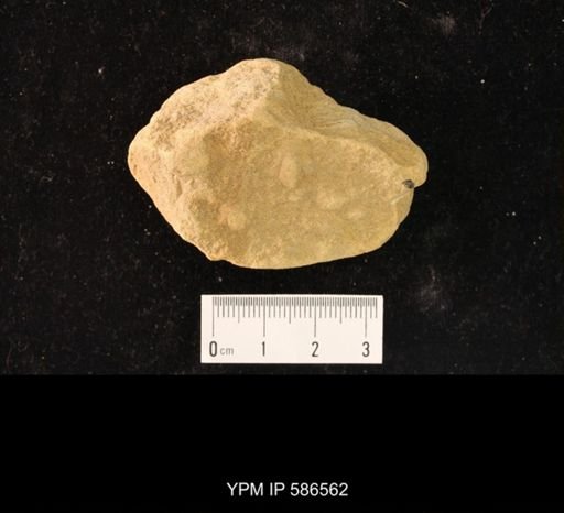 Arionellus (Agraulos) convexus