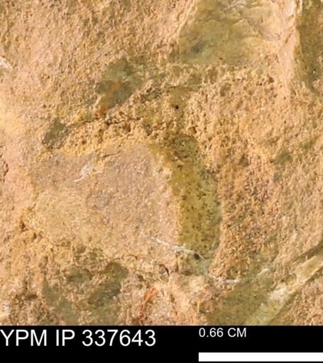 undet. Mollusca