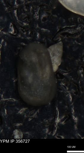 undet. Foraminiferida