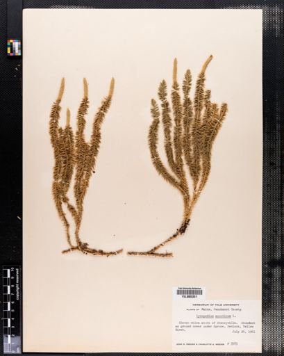 Lycopodium annotinum