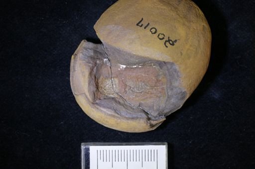 Pygocephalus gracilis