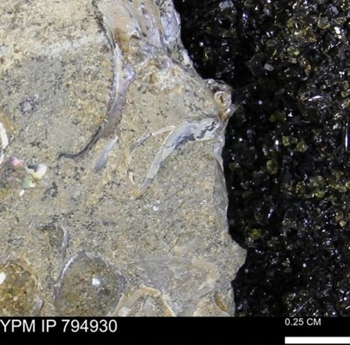 undet. Bivalvia