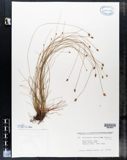 Eleocharis tuberculosa