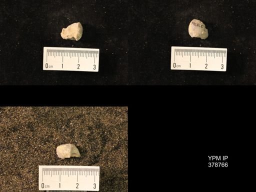 Marginifera wabashensis