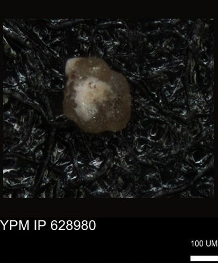 undet. Foraminiferida