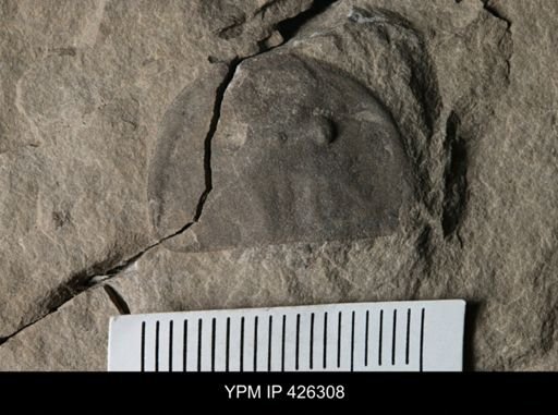 Erieopterus sp.
