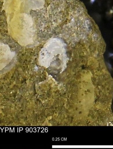 undet. Bivalvia