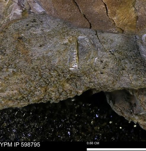 undet. Bivalvia