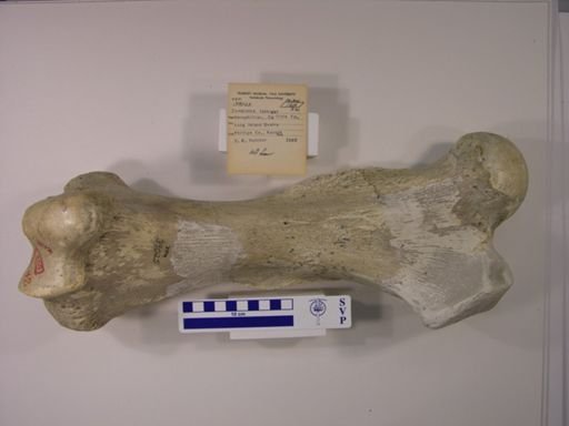Teleoceras fossiger
