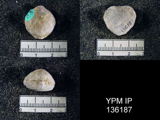 Spirigerella derbyi