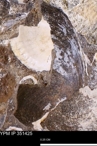 Limopsis sp.