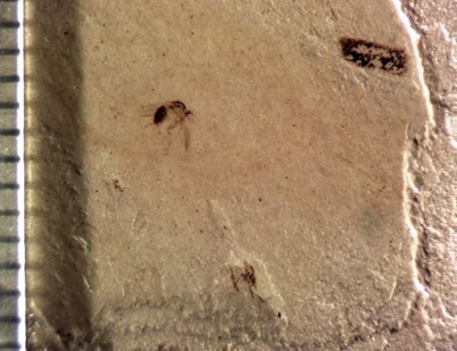 undet. Diptera