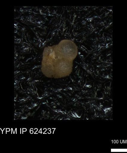 undet. Foraminiferida