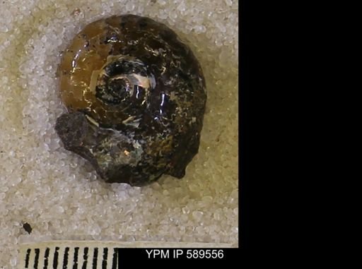 Hoploscaphites comprimus