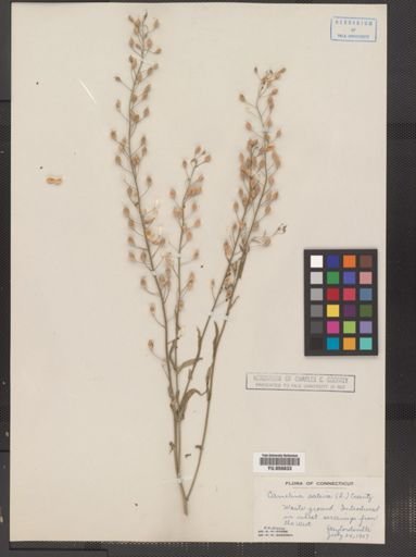Camelina sativa