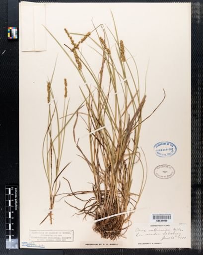 Carex