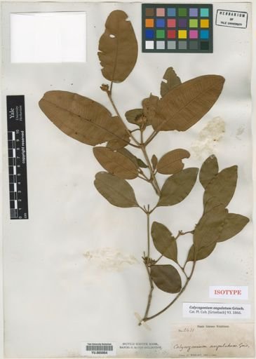 Calycogonium angulatum