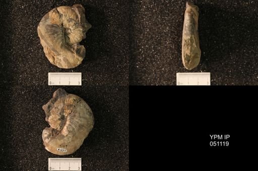 Hoploscaphites nicolletii