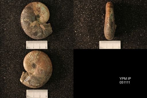 Hoploscaphites nicolletii