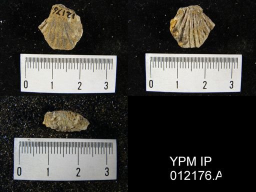 Hustedia mormoni