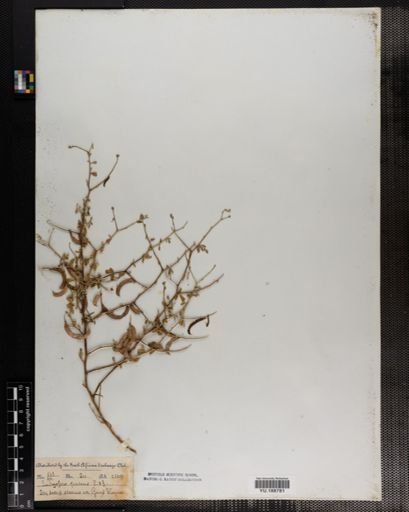 Plantae