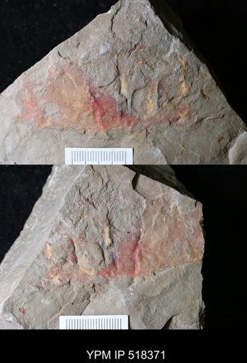 undet. Arthropoda