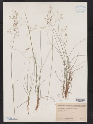 Deschampsia flexuosa