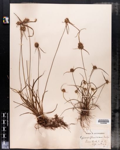 Cyperus flavicomus