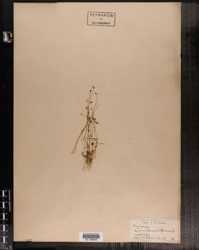 Plantae