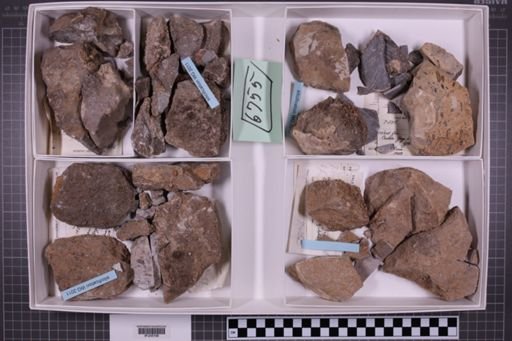 mixed taxa, stratigraphic collection