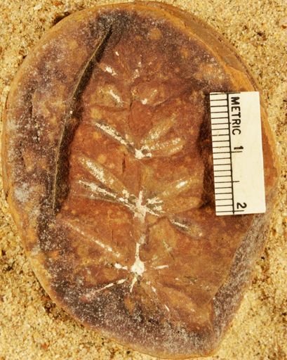 Annularia sphenophylloides