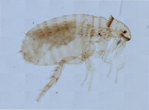 Ctenocephalides felis