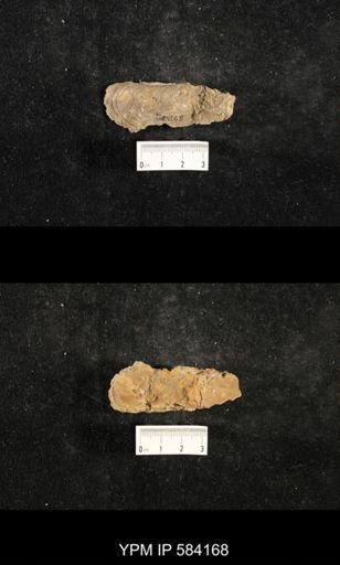 Myalina subquadrata