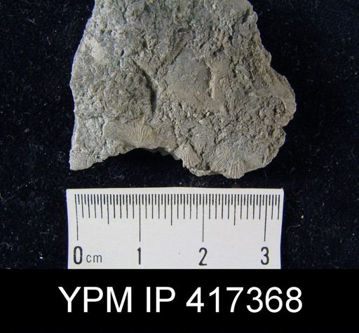 Schuchertella subplana