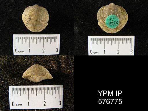 Atrypa reticularis