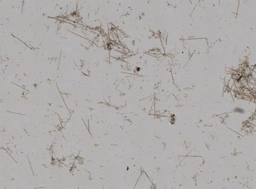 Clionidae