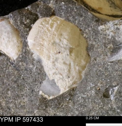 undet. Bivalvia