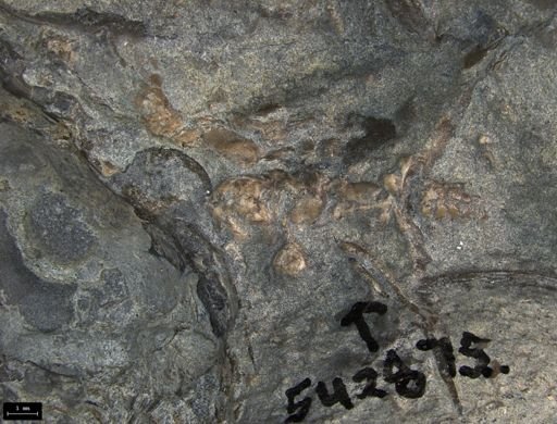 Aplocoma damesii