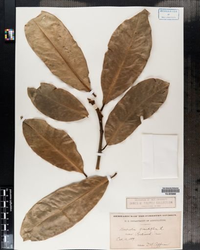 Magnolia grandiflora