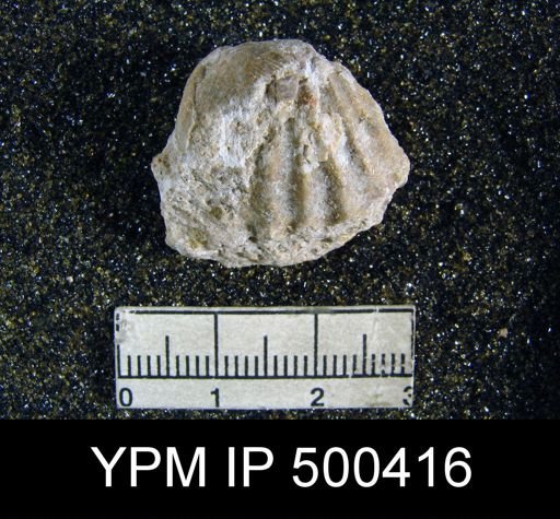 Orthotichia sp.