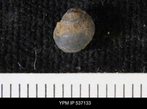 Viviparus montanaensis