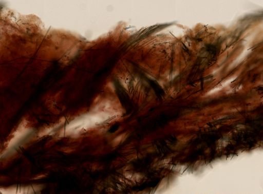 Ophlitaspongiidae