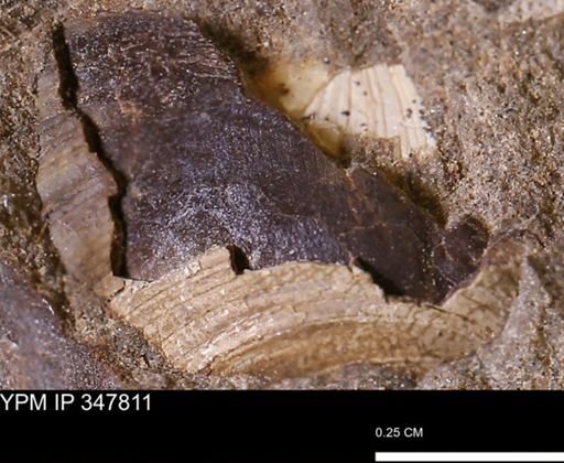 undet. Bivalvia