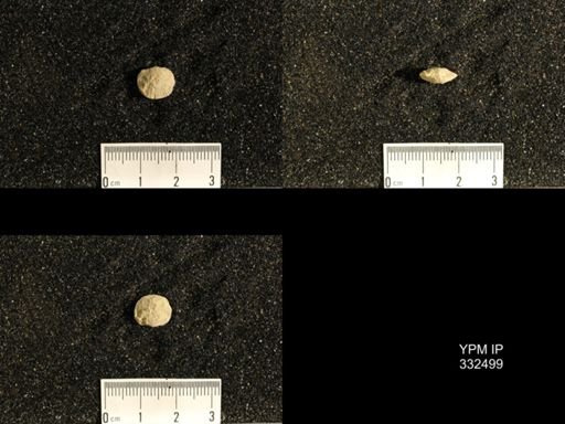 Plectorthis sp.