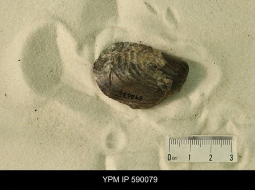 Inoceramus barabini