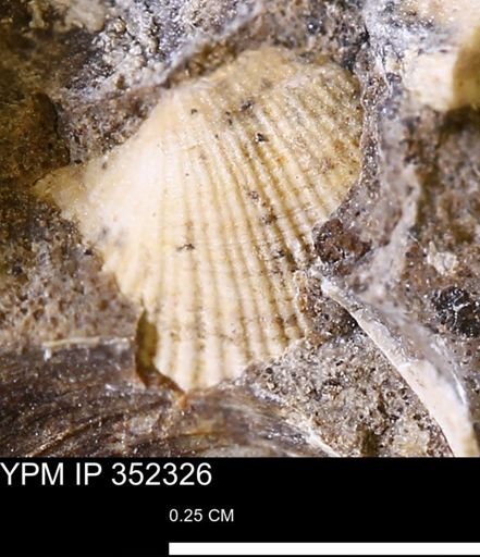Parallelodon (Cosmetodon) sp.