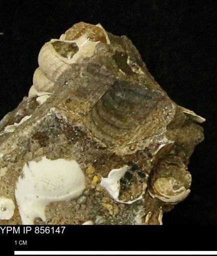 Drepanochilus sp.