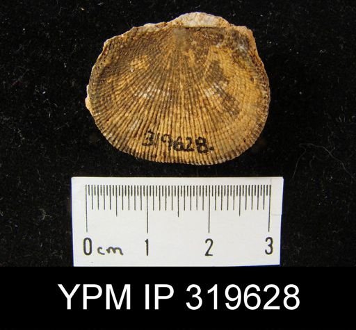 Productus wortheni