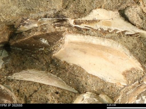 Protocardia subquadrata