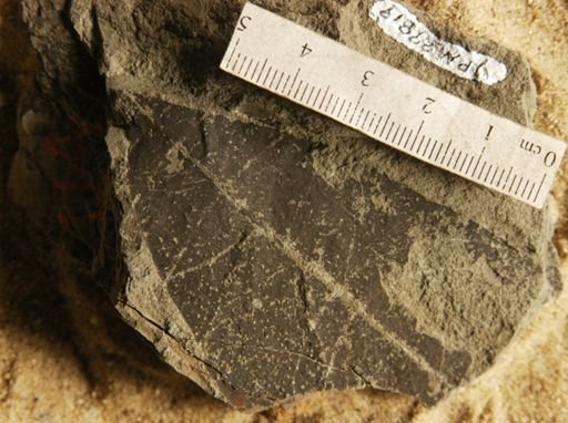 Chrysophyllum comparabile